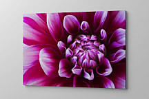 Obraz Fialový zoom kvetu 1750